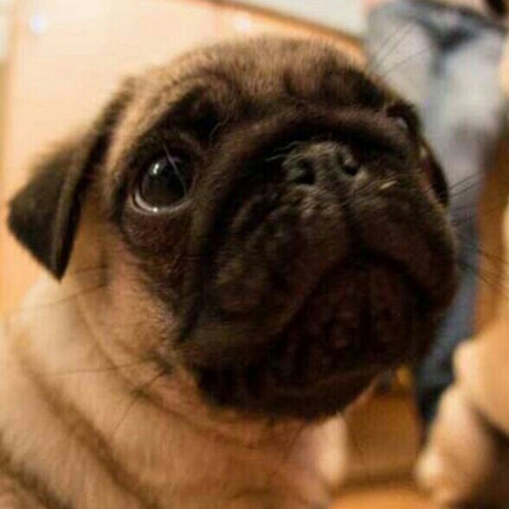 Meet your Posher, Explosive109